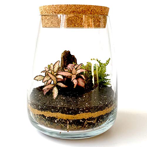 Kit de terrarium avec récipient en verre, Mini jardin, idée de cadeau, DIY Kit