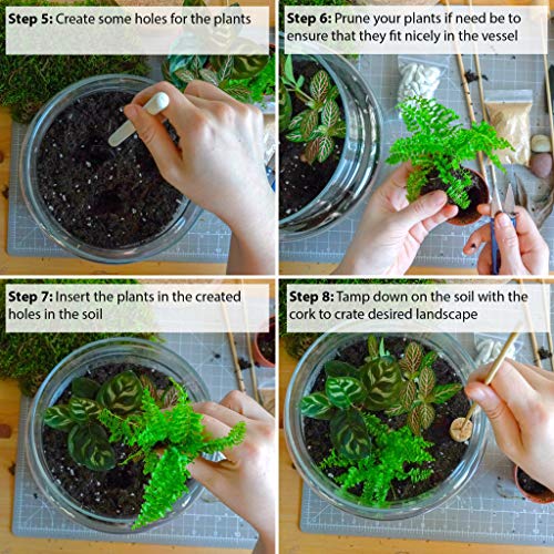 Kit de terrarium avec récipient en verre, Mini jardin, idée de cadeau, DIY Kit