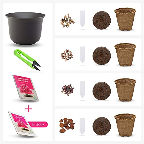 Kit Haga crecer su propio Bonsái - Cultiva fácilmente 4 tipos de árboles Bonsái con nuestro kit de semillas de Bonsái completamente para principiantes - Kit de semilla, Idea única de regalo