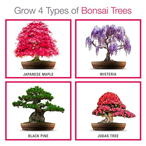 Kit Haga crecer su propio Bonsái - Cultiva fácilmente 4 tipos de árboles Bonsái con nuestro kit de semillas de Bonsái completamente para principiantes - Kit de semilla, Idea única de regalo