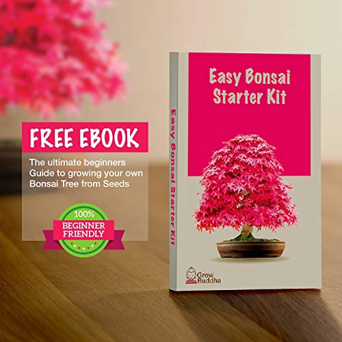 Kit Haga crecer su propio Bonsái - Cultiva fácilmente 4 tipos de árboles Bonsái con nuestro kit de semillas de Bonsái completamente para principiantes - Kit de semilla, Idea única de regalo