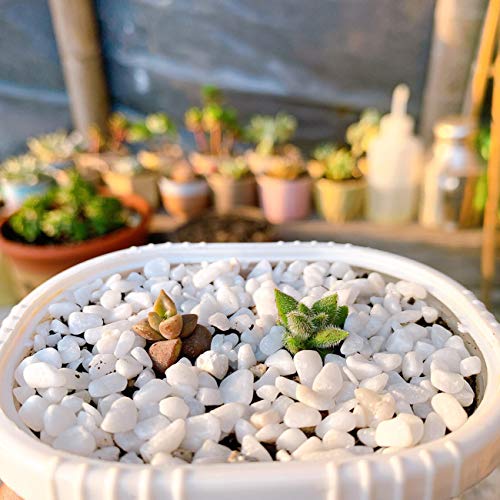LIHAO Piedra Decorativa Jardín Blanca Grava Blanca para Jardín Jarrones Acuario Piedras Pequeñas (460G)