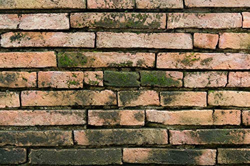 LIMPIADOR DE MOHO, Antimoho, Tratamiento- elimina-limpia el moho, eficaz para Manchas de microorganismos en terrazas, tejados, muros, paredes, jardin, azulejos, bañeras, cocinas, baldosas, aseo 500 ML