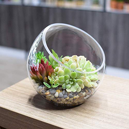 Macetero de cristal grande para plantas de aire de 7 x 7 pulgadas con apertura grande de cristal, mini pecera para decoración de jardín