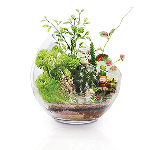 Macetero de cristal grande para plantas de aire de 7 x 7 pulgadas con apertura grande de cristal, mini pecera para decoración de jardín