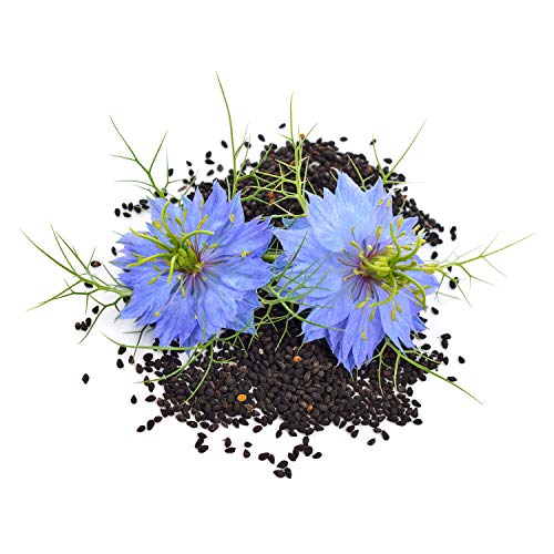 Meavita Aceite De Comino Negro Meavita, 100% Puro Y Prensado En Frío, 1 Paquete (1 X 1000 Ml) 1000 ml