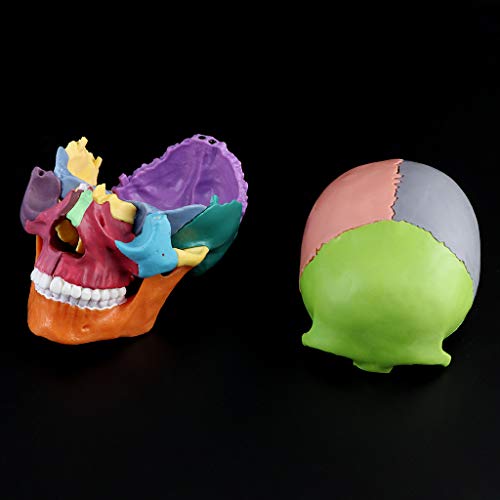 Mi Tu - Juego de 15 piezas anatómicas 4D desmontables, modelo de calavera de color, herramienta de enseñanza médica desmontable