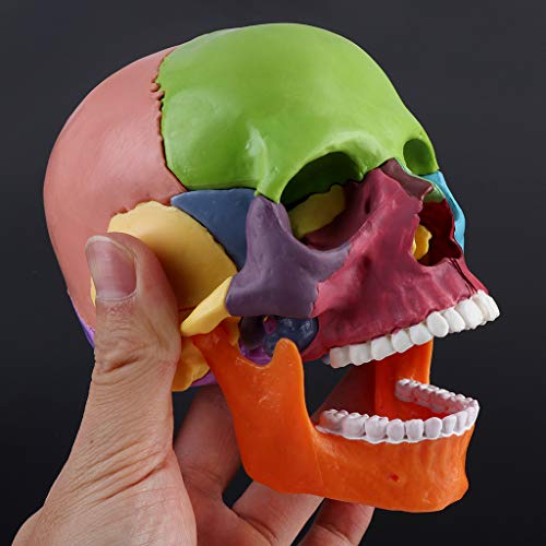 Mi Tu - Juego de 15 piezas anatómicas 4D desmontables, modelo de calavera de color, herramienta de enseñanza médica desmontable