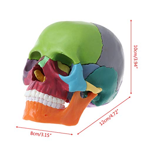 Mi Tu - Juego de 15 piezas anatómicas 4D desmontables, modelo de calavera de color, herramienta de enseñanza médica desmontable