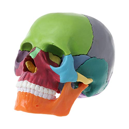 Mi Tu - Juego de 15 piezas anatómicas 4D desmontables, modelo de calavera de color, herramienta de enseñanza médica desmontable
