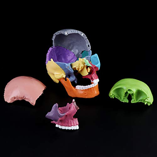 Mi Tu - Juego de 15 piezas anatómicas 4D desmontables, modelo de calavera de color, herramienta de enseñanza médica desmontable