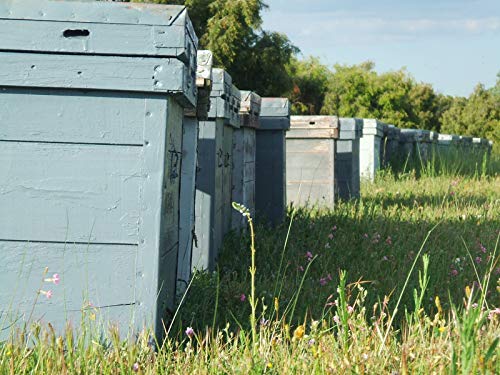 Miel de Cuenca - Sisante 100% natural, directa del apicultor - Tarro 1kg