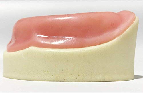 Modelo de dientes dentales LXX, modelo de odontología oral edéntulo maxilar modelo de entrenamiento de demostración modelo de diente para el traje de educación del paciente para el dentista