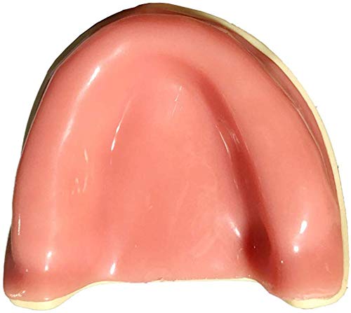Modelo de dientes dentales LXX, modelo de odontología oral edéntulo maxilar modelo de entrenamiento de demostración modelo de diente para el traje de educación del paciente para el dentista