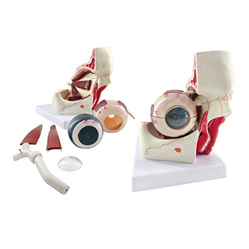 Modelo Educativo Modelo de Bola de Ojo de anatomía Humana, Aumento 3X Modelo de Ojo anatómico para Estudio Educativo Escolar Ayudas para la enseñanza Herramientas de visualización de Aprendizaje