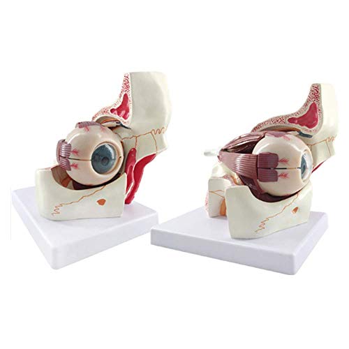 Modelo Educativo Modelo de Bola de Ojo de anatomía Humana, Aumento 3X Modelo de Ojo anatómico para Estudio Educativo Escolar Ayudas para la enseñanza Herramientas de visualización de Aprendizaje