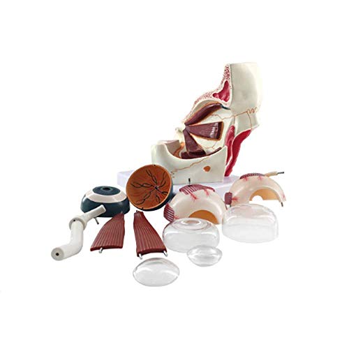 Modelo Educativo Modelo de Bola de Ojo de anatomía Humana, Aumento 3X Modelo de Ojo anatómico para Estudio Educativo Escolar Ayudas para la enseñanza Herramientas de visualización de Aprendizaje