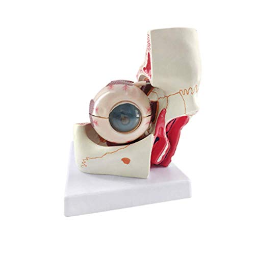 Modelo Educativo Modelo de Bola de Ojo de anatomía Humana, Aumento 3X Modelo de Ojo anatómico para Estudio Educativo Escolar Ayudas para la enseñanza Herramientas de visualización de Aprendizaje