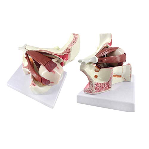 Modelo Educativo Modelo de Bola de Ojo de anatomía Humana, Aumento 3X Modelo de Ojo anatómico para Estudio Educativo Escolar Ayudas para la enseñanza Herramientas de visualización de Aprendizaje
