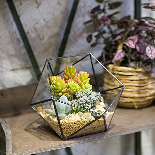 Moderno terrario poliédrico triangular de cristal, de fabricación artesanal, para plantas suculentas, bonsáis o cactus