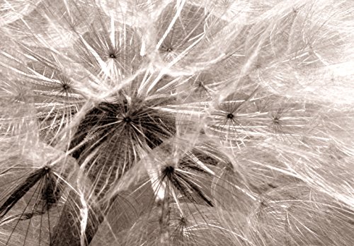 murando Cuadro en Lienzo 120x40 cm Flores - 1 Parte impresión en Material Tejido no Tejido Cuadro de Pared impresión artística fotografía Imagen gráfica decoración Diente de Leon b-C-0161-b-a