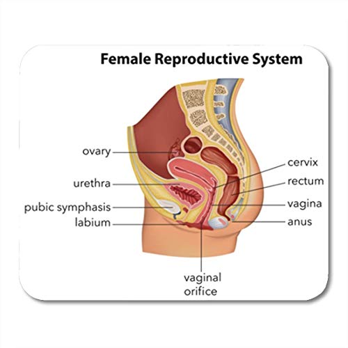 N\A Semtomn Gaming Mouse Pad Vagina mostrando el Sistema Reproductor Femenino Útero Labia Clítoris Decoración Oficina Antideslizante Respaldo de Goma Mousepad Alfombrilla de ratón