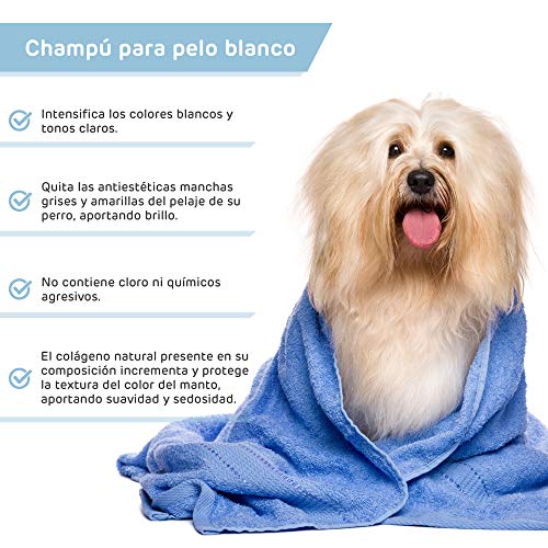 Pack Champu Perro Pelo Blanco + Acondicionador suavizante intensificador de Color Brillo Espectacular para Razas como Caniche, West Highland Terrier, Sky Terrier para Perros con Tonos claros