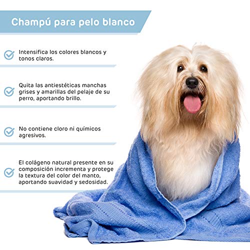 Pack Champu Perro Pelo Blanco + Acondicionador suavizante intensificador de Color Brillo Espectacular para Razas como Caniche, West Highland Terrier, Sky Terrier para Perros con Tonos claros