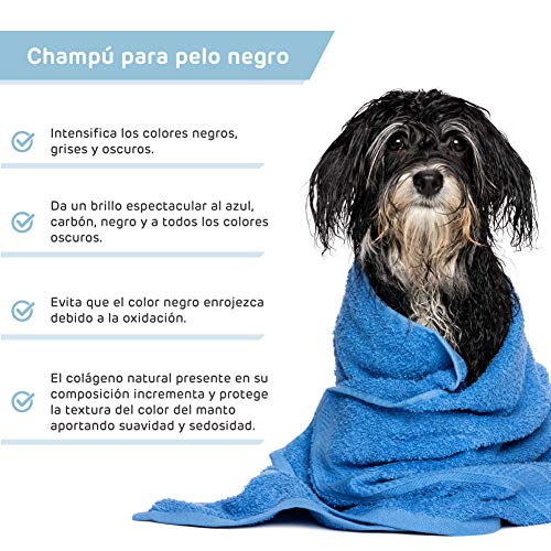 Pack Champu Perro Pelo Negro + Acondicionador suavizante intensificador de Color para Pelo Oscuro para Razas como Labrador Retriever, Boston Terrier, Pastor Belga, Schnauzer, Spincher