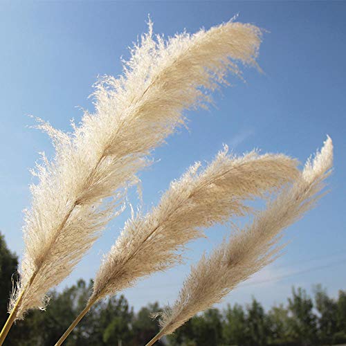 Pampasgras, por Supuesto, Secado – de Boda de Tendencia a Interior Favorito. (Colores Naturales).-Color primario 12 cañas