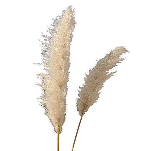 Pampasgras, por Supuesto, Secado – de Boda de Tendencia a Interior Favorito. (Colores Naturales).-Color primario 12 cañas