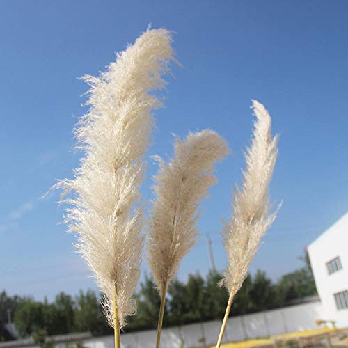 Pampasgras, por Supuesto, Secado – de Boda de Tendencia a Interior Favorito. (Colores Naturales).-Color primario 12 cañas