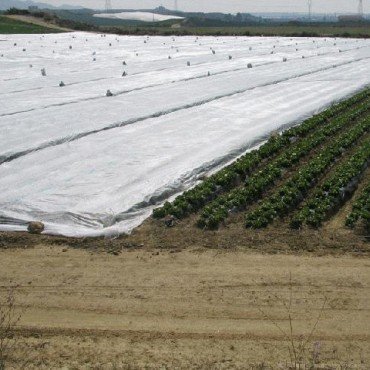 PAMPOLS Manta térmica de 4,10x12 Metros para Proteger Cultivos, Plantas y árboles de Exterior de Las heladas. Malla Anti-heladas. Protector Plantas.