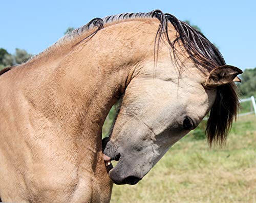 Peticare Bio Polvo para Cuidado de Heridas en Caballos, Perros, Gatos - Detiene Picor de Piel, Promueve Curación, Tratamiento contra Mordedura, Rozaduras, 100% Orgánico - petAnimal Health 2106