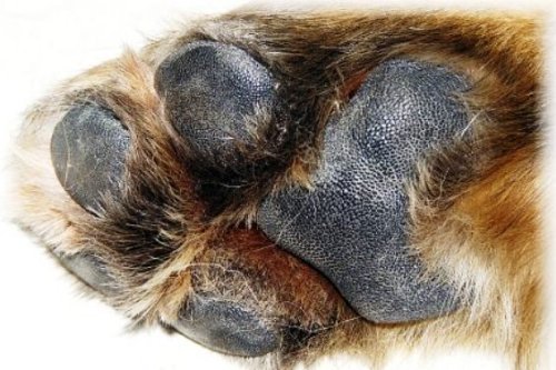 Peticare Perro Bio Cera-Pomada para Patas - Crema de Tratamiento y Cuidado de Pata, Limpia y Proteccion contra Inflamacion, Alivia Picores, Balsamo Protector 100% Organico - petDog Care 2103 (50 ml)