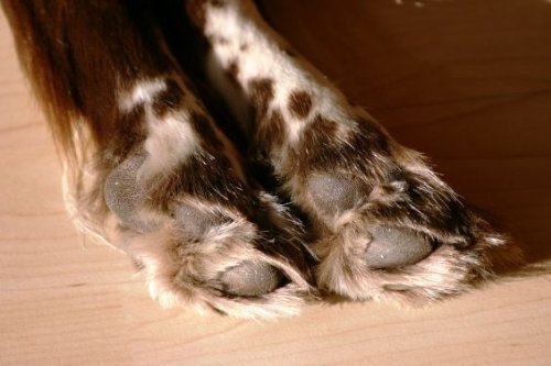 Peticare Perro Bio Cera-Pomada para Patas - Crema de Tratamiento y Cuidado de Pata, Limpia y Proteccion contra Inflamacion, Alivia Picores, Balsamo Protector 100% Organico - petDog Care 2103 (50 ml)