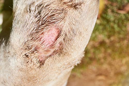 Peticare Perro Bio Crema contra PIO-Dermatitis y Hot-Spot - Pomada Especial para Formas Puntos Calientes Atopica, Alivia Picores, Calma la Piel, Cuidado 100% Organico - petDog Health 2109 (50 ml)