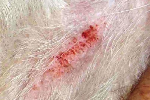 Peticare Perro Bio Locion contra Dermatitis Atopica - Tratamiento Eficaz para Todas Formas Eczema, Detiene Picores Fuerte, Productos de Cuidado 100% Organicos - petDog Health 2100 (100 ml)