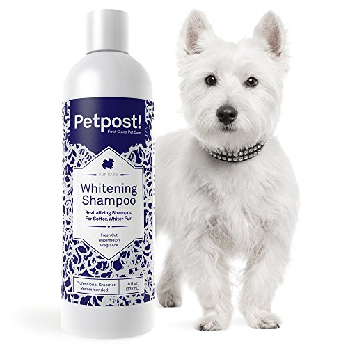 Petpost | Shampoo Blanqueador para Perros – El Mejor Tratamiento de Aclaramiento para Perros con Pelaje Blanco – Calmante Fragancia de Sandía – para Malteses, Shih Tzu, Caniche – 474 mL