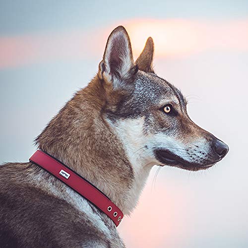 PetTec Collar de Perro Cómodo y Duradero, Fabricado con Trioflex lo Que lo Hace Fuerte; para Perros Grandes o Pequeños, Ajustable y con Relleno Impermeable (Rojo)