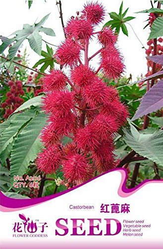 PinkdoseÂ® 2018 Venta caliente 5 paquetes originales, 6 semillas/paquete, plantas de aceite de ricino rojo, hierbas Ricinus Communis