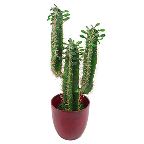 Planta Artificial de Cactus con Punta de 60 cm.