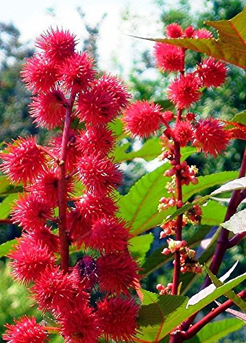 Planta de aceite de ricino Nueva Zelanda Semillas de color púrpura - Ricinus communis