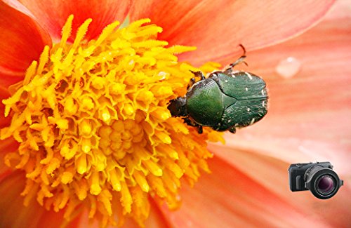 Raynox RADCR-0150 - Lente de Macro, Negro