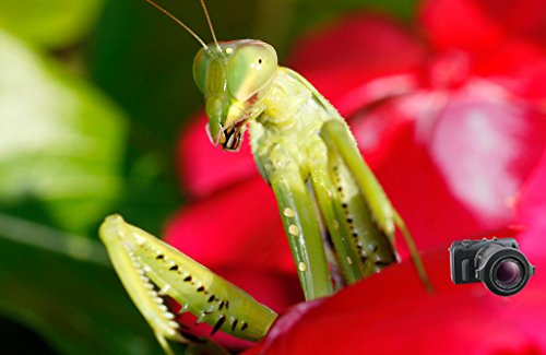 Raynox RADCR-0150 - Lente de Macro, Negro