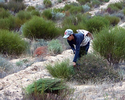 Rooibos Natural BIO 200g - Té Rojo Orgánico Sudáfrica
