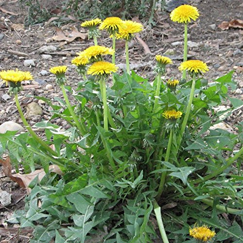RWS Diente de león - Taraxacum officinale - Ensalada y. Planta medicinal - variedad Nouvelle - 200 semillas