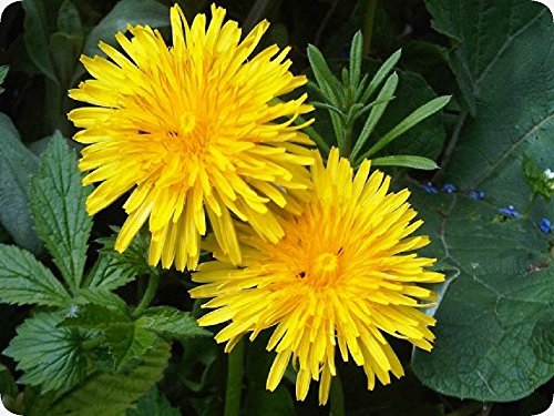 SAFLAX - Diente de león - 200 semillas - Con sustrato estéril para cultivo - Taraxacum officinale