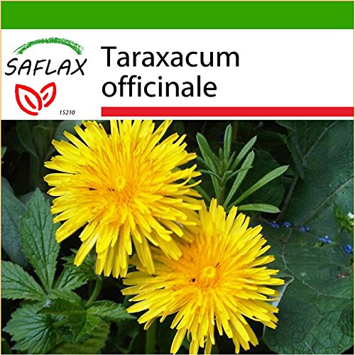 SAFLAX - Diente de león - 200 semillas - Con sustrato estéril para cultivo - Taraxacum officinale