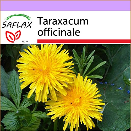 SAFLAX - Diente de león - 200 semillas - Taraxacum officinale